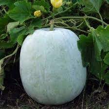 Small Pumpkin